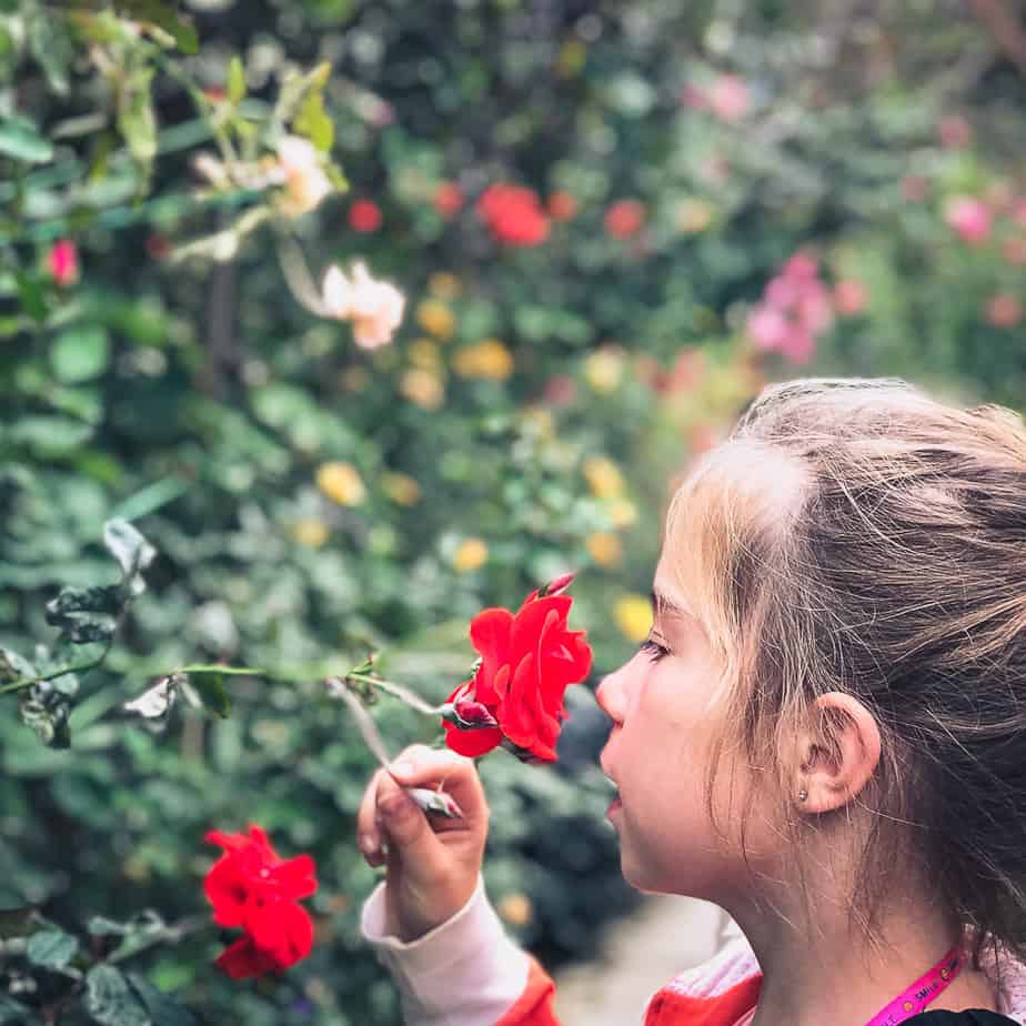 Rose Garden Cameron Highlands Malaysia
