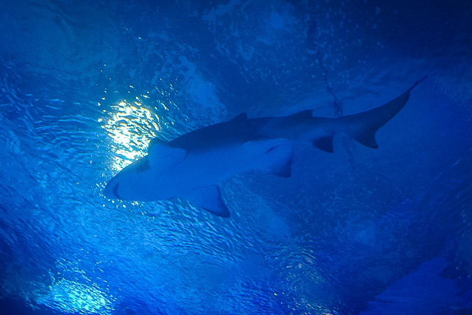 Aquaria Fish Kuala Lumpur met kinderen