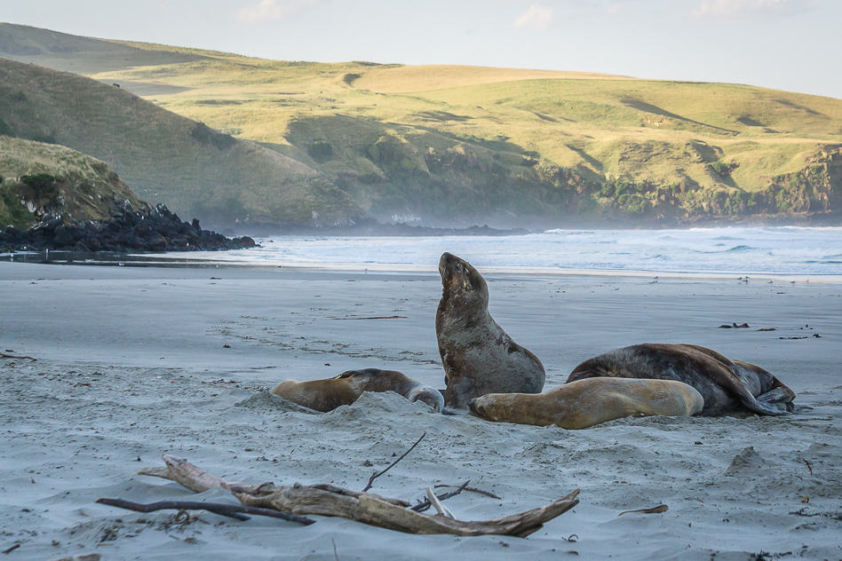 Exploring the Otago Peninsula with ELM Wildlife Tours ELM Wildlife Tours Dundedin Otago Peninsula Sea Lion