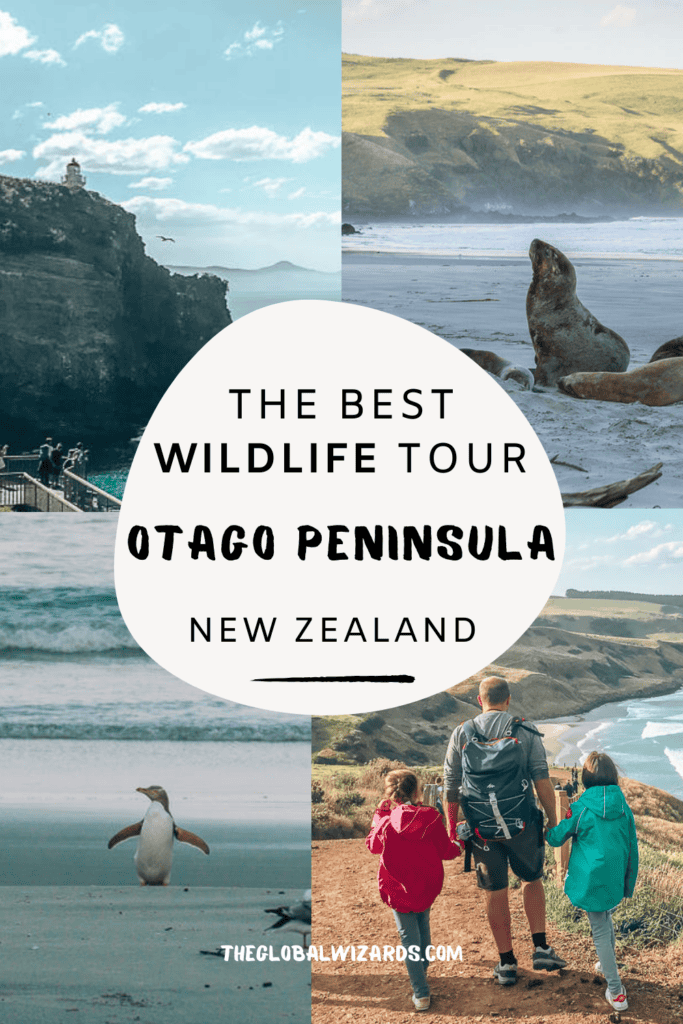 Exploring the Otago Peninsula with ELM Wildlife Tours The Best Wildlife Tour Otago Peninsula New Zealand 1 683x1024