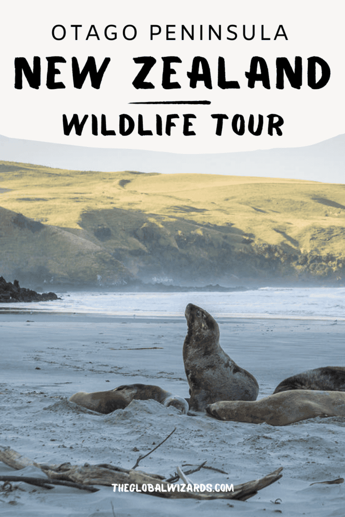 Exploring the Otago Peninsula with ELM Wildlife Tours The Best Wildlife Tour Otago Peninsula New Zealand 2 683x1024