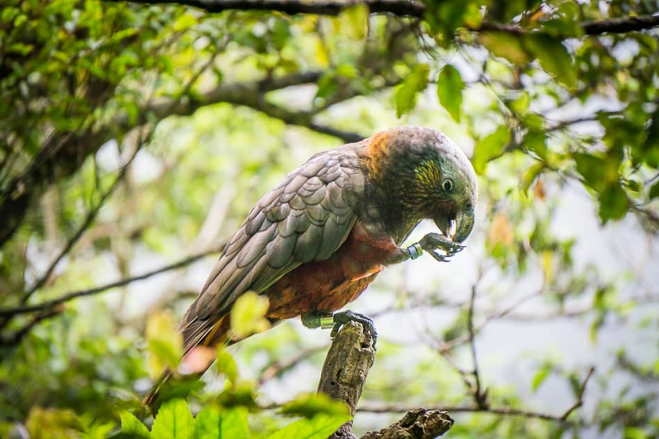 The Orokonui Ecosanctuary in New Zealand Kaka Endangered Bird New Zealand Orokonui Ecosanctuary