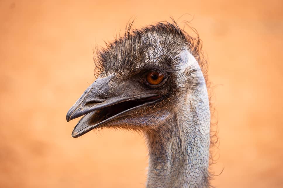 Emu Outback Australia Erldunda