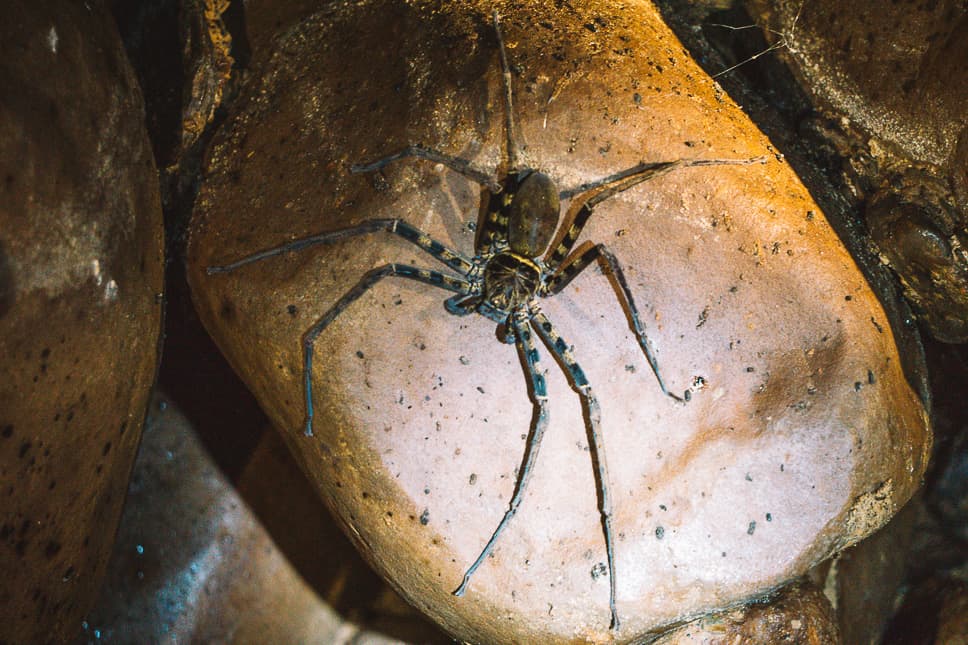 Travel Diary #20: Thailand with our family Spider Cave Dark Family Khao Sok