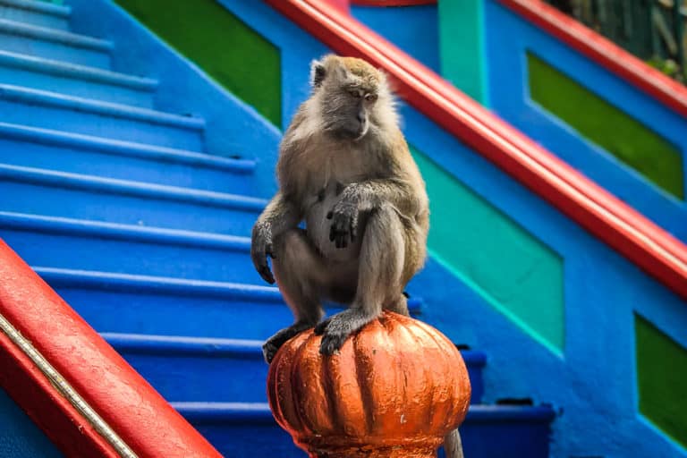 Visiting the Batu Caves near Kuala Lumpur - A complete guide 1 Batu Caves Stairs Monkey Kuala Lumpur Malaysia 768x512