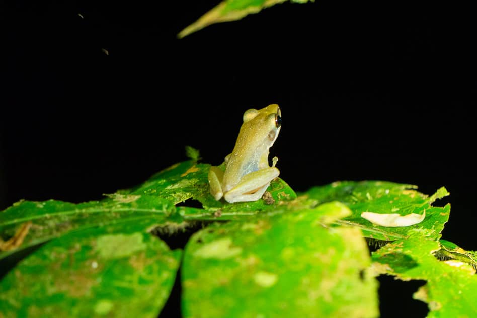 Travel Diary #7: We discover magical Borneo Night Walk Bako National Park Frog Guide