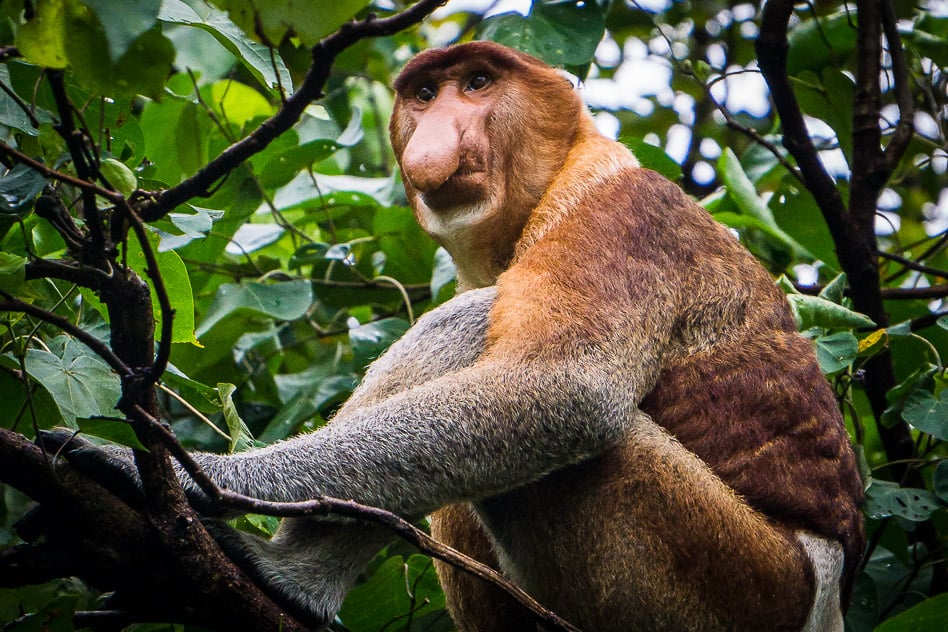 Bako National Park: the complete guide for your visit Borneo Bako National Park Proboscis Monkey