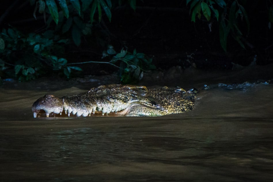 Kinabatangan River Borneo: guide to a bucket list jungle experience Saltwater Crocodile in the Kinabatangan River in Borneo