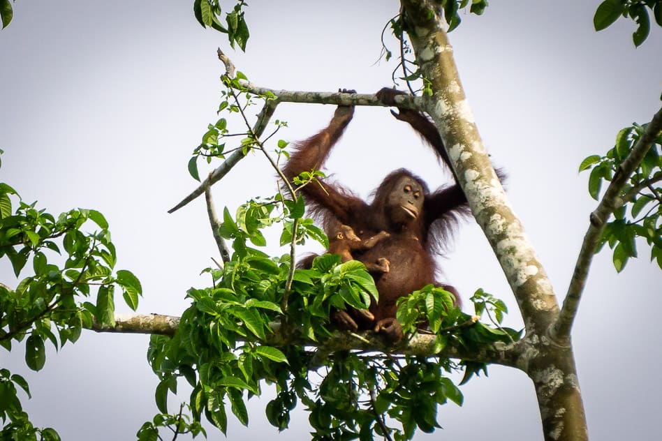 Kinabatangan River Borneo: guide to a bucket list jungle experience Orangutan spotted at Kinabatangan River in Borneo