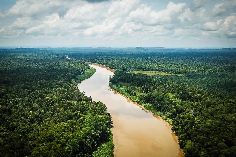 Kinabatangan River Borneo: guide to a bucket list jungle experience The Kinabatangan River in Borneo with palm tree plantations