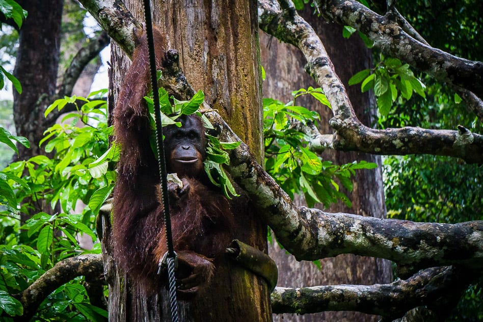 Travel Diary #7: We discover magical Borneo Orang Utan Sepilok Borneo