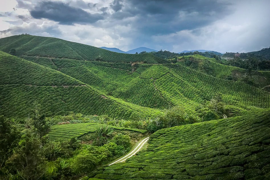 Travel Diary #4: Drinking tea in the Cameron Highlands Boh Tea Plantation Cameron Highlands View