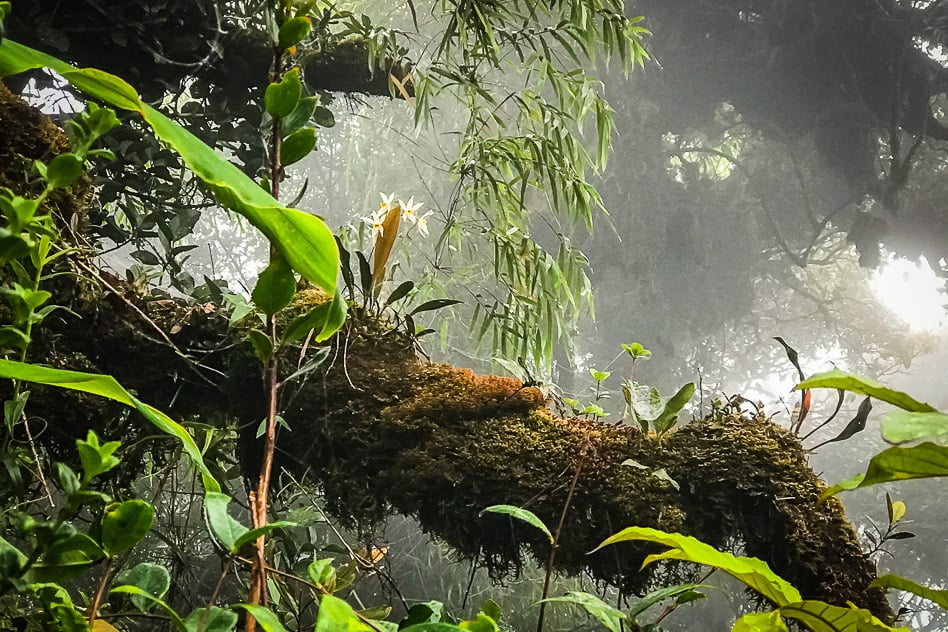 Travel Diary #4: Drinking tea in the Cameron Highlands Mossy Forest Malaysia Tour Cameron Highlands