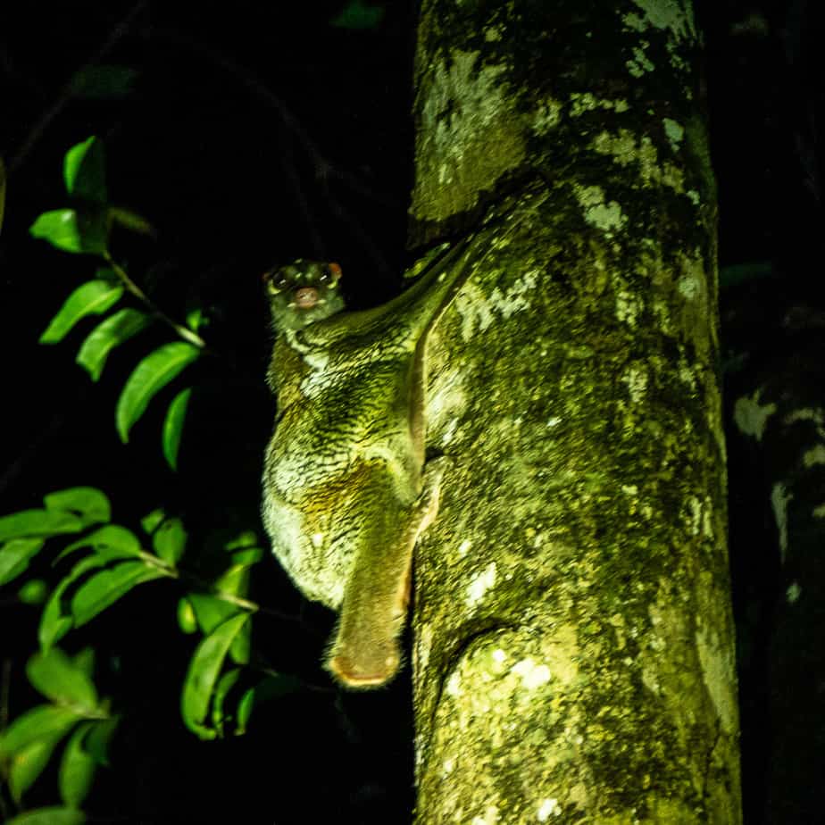 Bako National Park: the complete guide for your visit Flying Lemur Night Walk Bako National Park