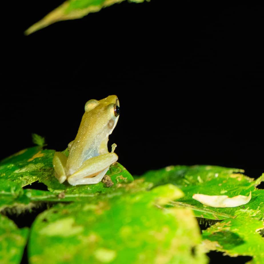 Bako National Park: the complete guide for your visit Frog NIght Walk Bako National Park