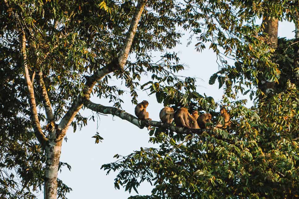 Kinabatangan River Borneo: guide to a bucket list jungle experience Group of macaques seen during our wildlife spotting on the Kinabatangan River in Borneo