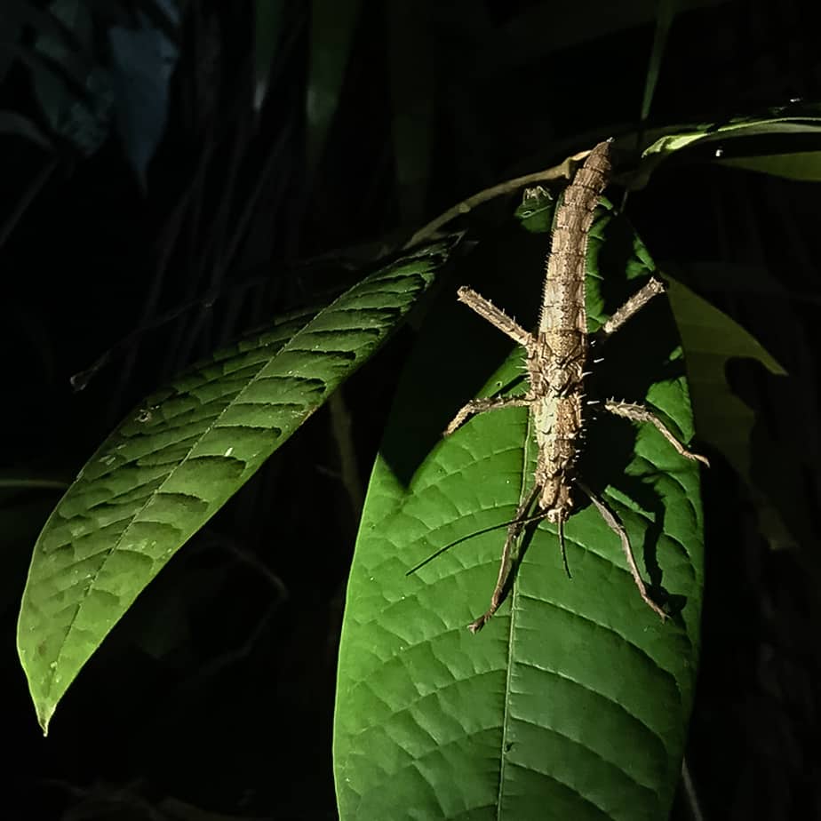 Bako National Park: the complete guide for your visit Insect Night Walk Bako National Park 2