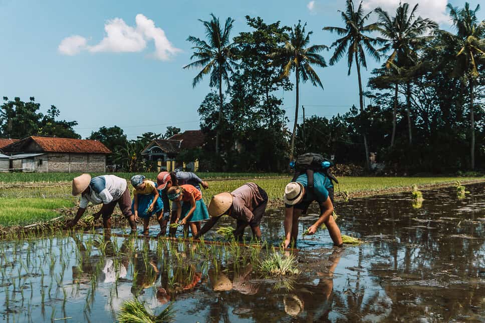 Travel Diary #22: 2 weeks in Java with our kids Planting Rice with our kids in Yogyakarta Java with Via Via Tours