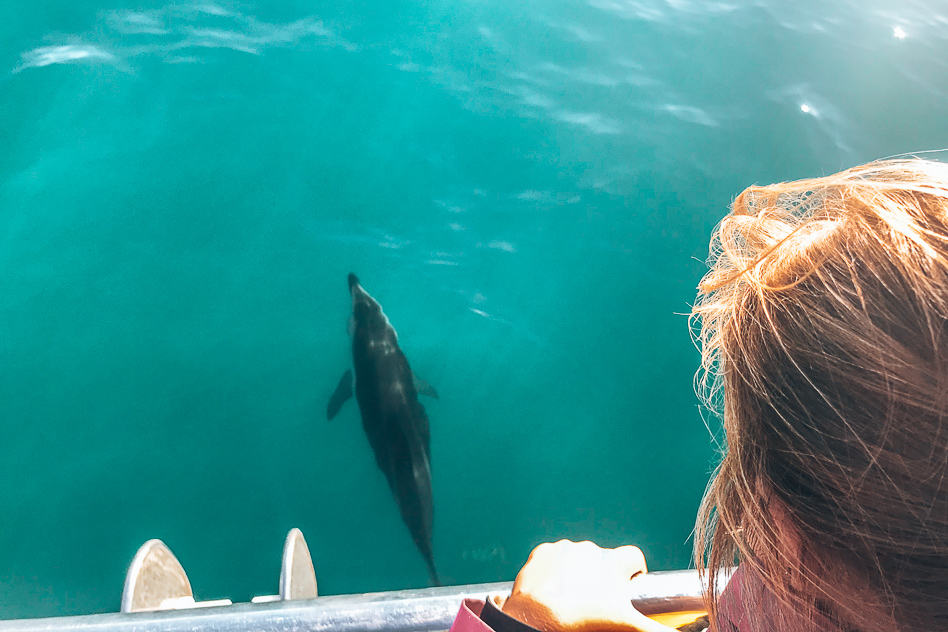 Travel Diary #18: New-Zealand, the Southern Island part 4 Kids Family Dolphin Encounter Watching Kaikoura