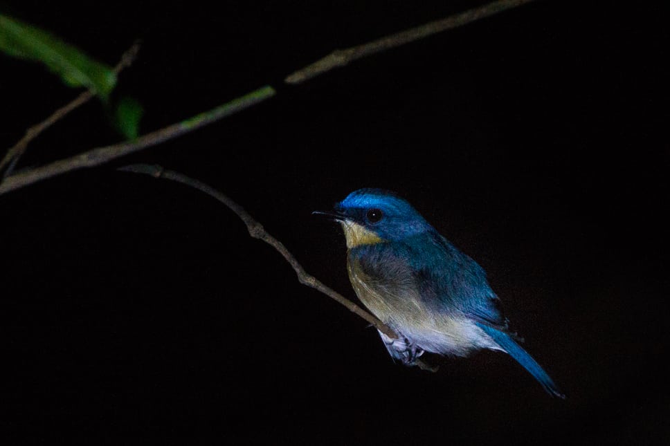Kinabatangan River Borneo: guide to a bucket list jungle experience Bird spotted during a night walk at the Kinabatangan Rainforest in Borneo