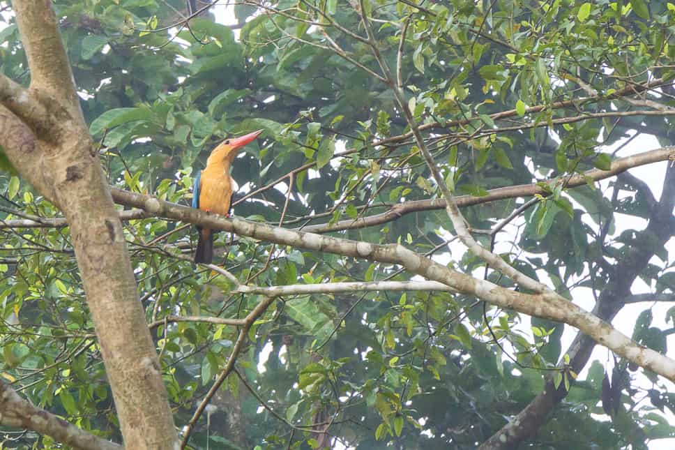 Kinabatangan River Borneo: guide to a bucket list jungle experience Kingfisher spotted during our afternoon cruise in Borneo