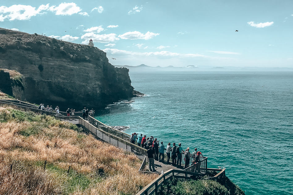 Exploring the Otago Peninsula with ELM Wildlife Tours Lookout Royal Albatross Centre Otago Peninsula ELM Wildlife Tours