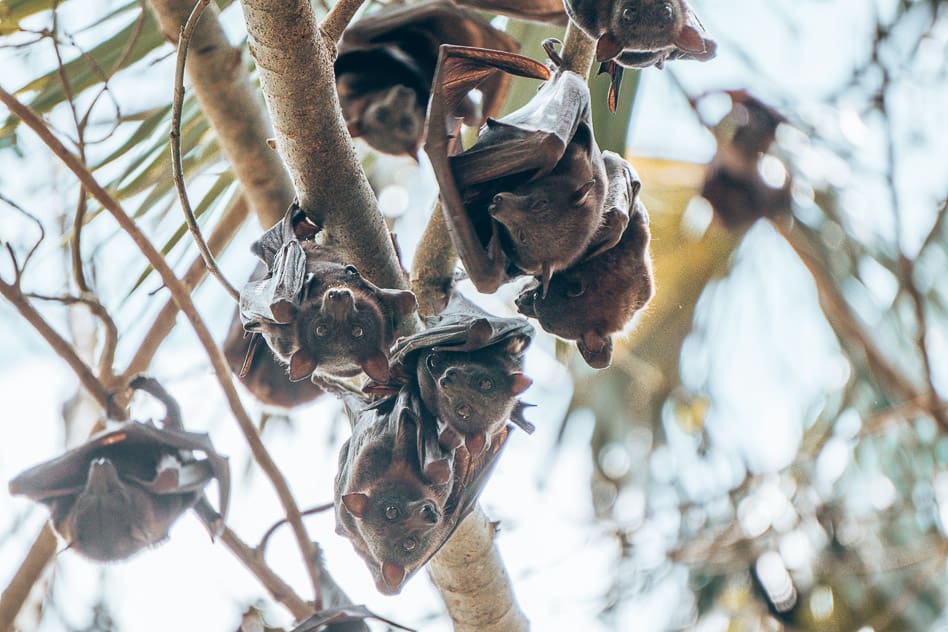 Travel diary #10: The Stuart Highway and Uluru: an epic outback adventure Mataranka Hot Springs Bats Flying Foxes