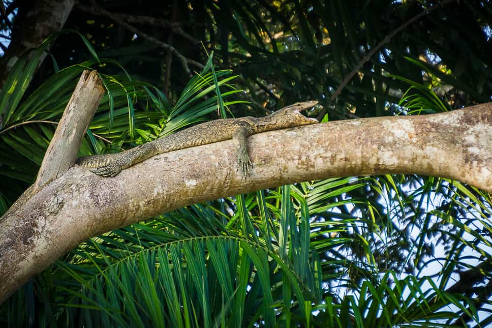 Kinabatangan River Borneo: guide to a bucket list jungle experience Monitor Lizard resting on a branch by the Kinabatangan River in Borneo