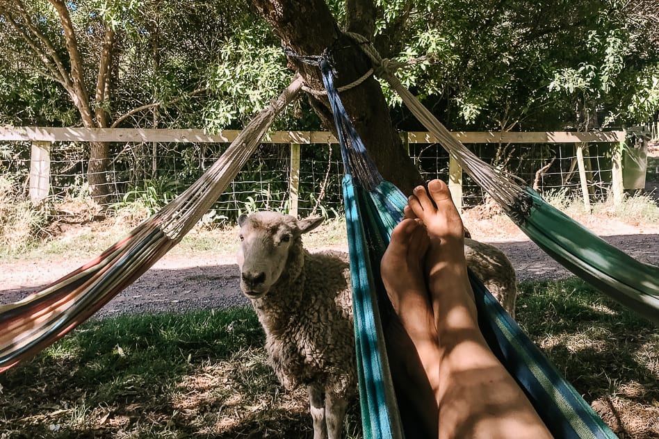 Travel Diary #18: New-Zealand, the Southern Island part 4 Onuku Farm Hostel Hammock Sheep Banks Peninsula