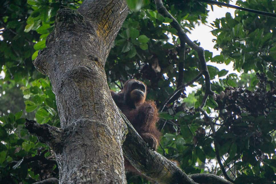 Kinabatangan River Borneo: guide to a bucket list jungle experience Spotting an orangutan is the reason people come to Kinabatangan River in Borneo