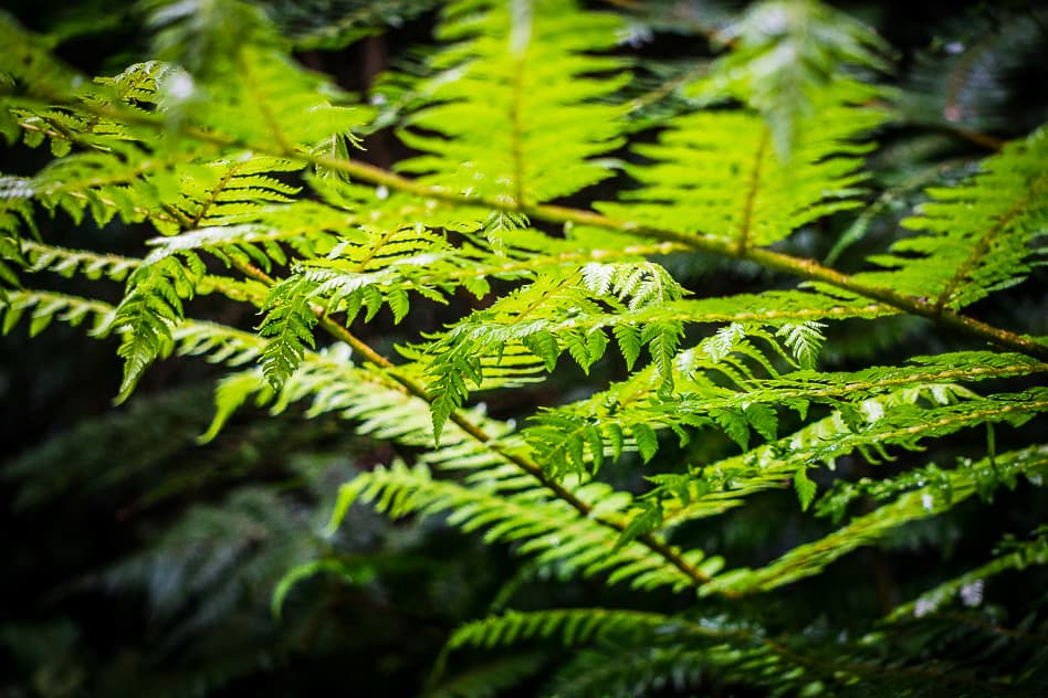 The Orokonui Ecosanctuary in New Zealand Forest Fern Protected Orokonui Ecosanctuary New Zealand
