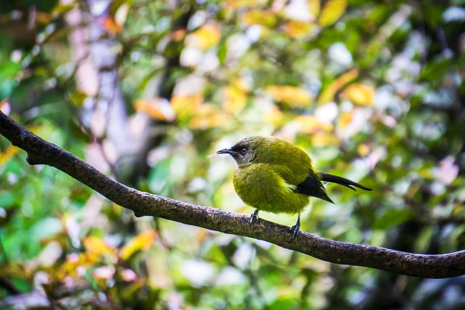 The Orokonui Ecosanctuary in New Zealand Rifleman Bird Small New Zealand Green Orokonui Ecosanctuary