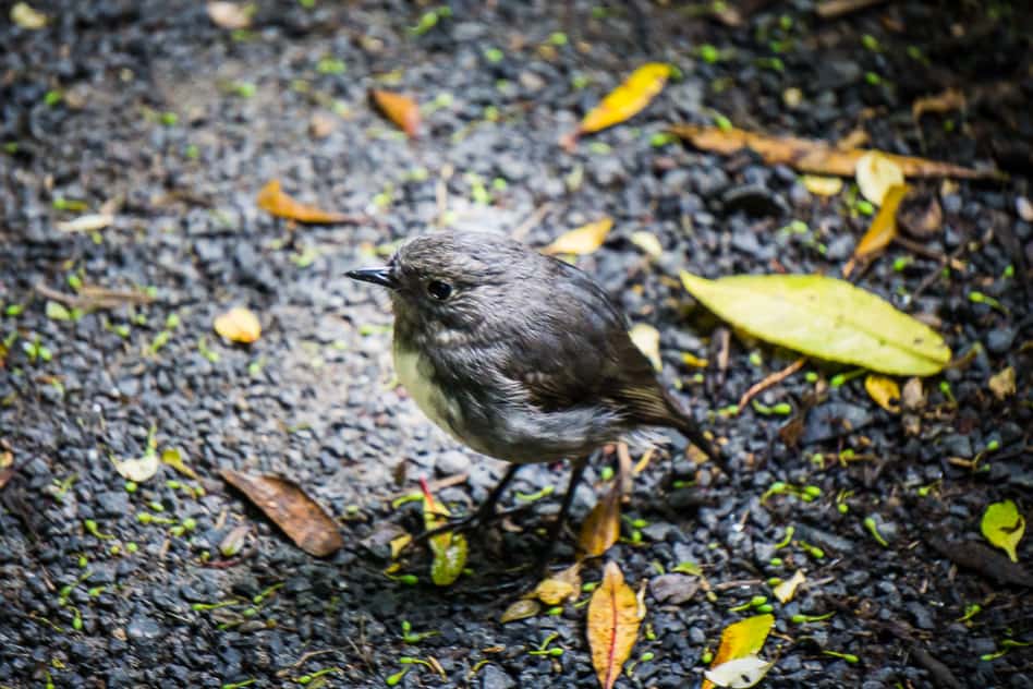 The Orokonui Ecosanctuary in New Zealand Rifleman Grey Bird Orokonui Ecosanctuary New Zealand