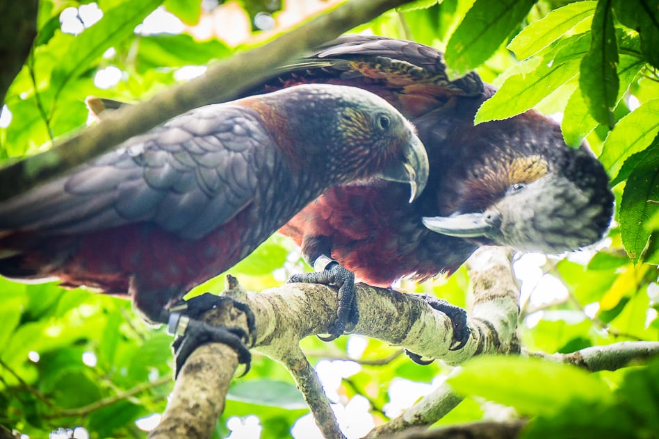 Orokonui Ecosanctuary Kaka Couple