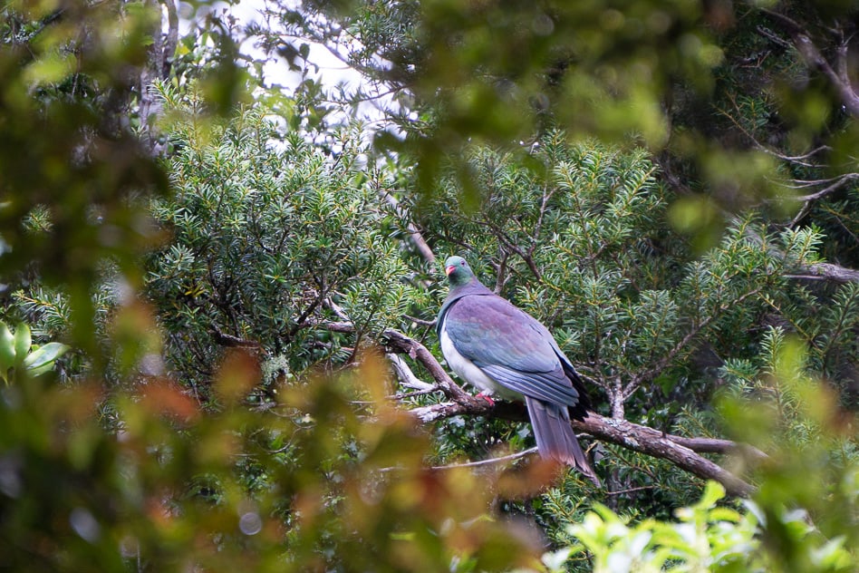 The Orokonui Ecosanctuary in New Zealand New Zealand Wood Pigeon Orokonui Ecosantuary New Zealand