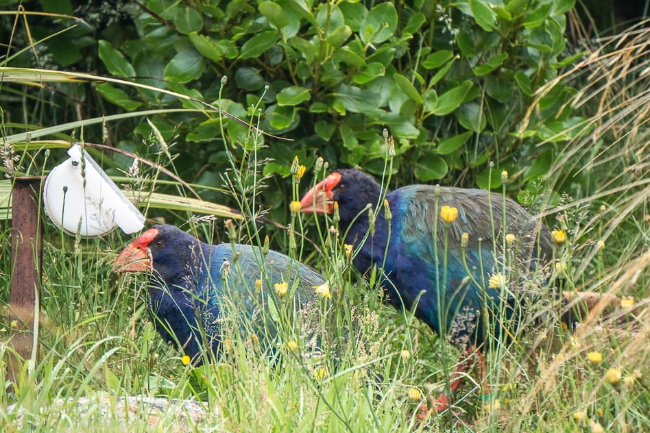 The Orokonui Ecosanctuary in New Zealand Takahe Endangered Bird New Zealand Orokonui Sanctuary