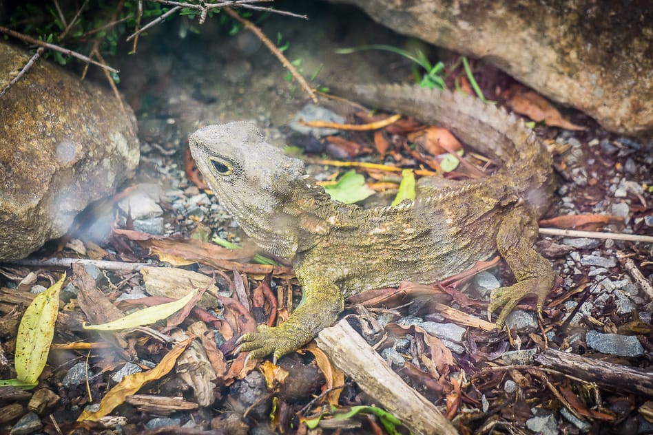The Orokonui Ecosanctuary in New Zealand Tuatara Reptile Dinosaur Orokonui Sanctuary New Zealand