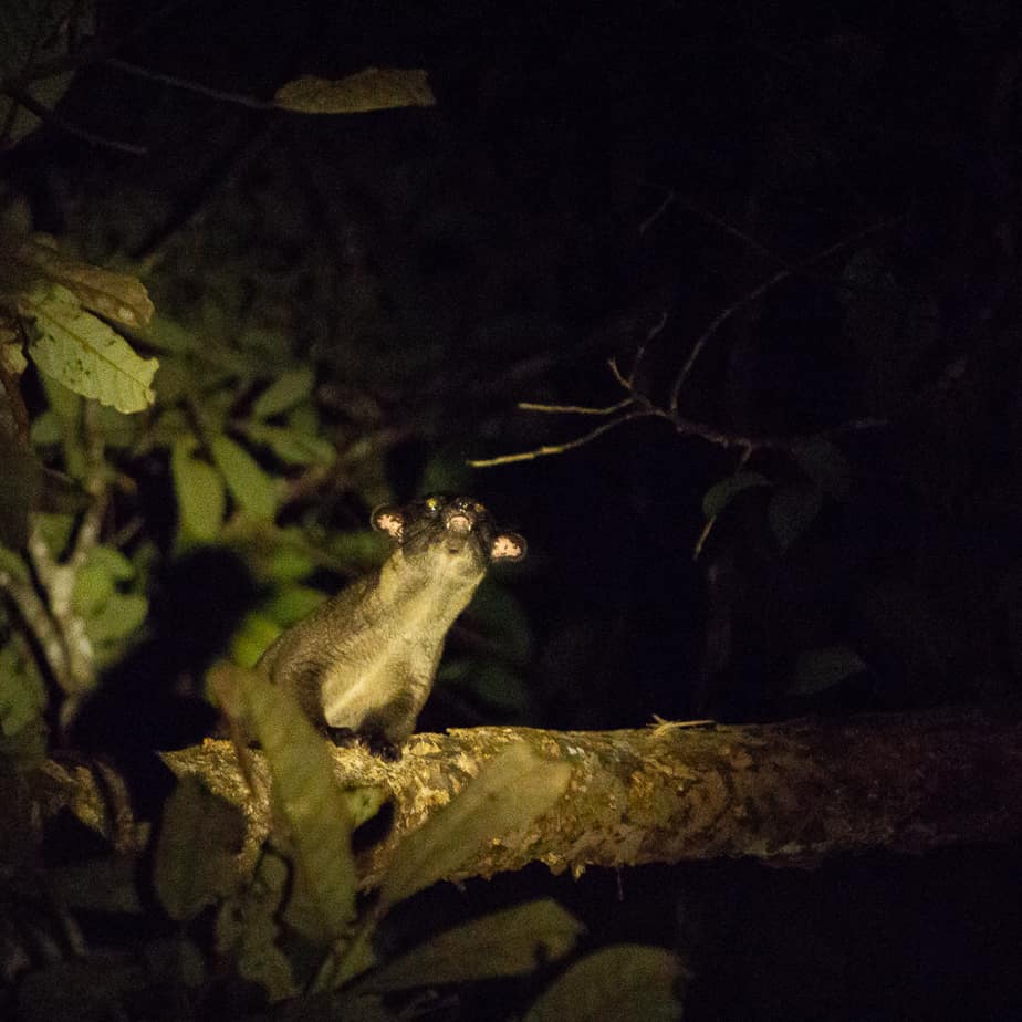 Bako National Park: the complete guide for your visit Palm Civet Cat Night Walk Bako National Park 2
