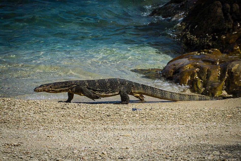 Travel diary #6: Perhentian and Tioman Islands Lizard Perhentian Island Malaysia
