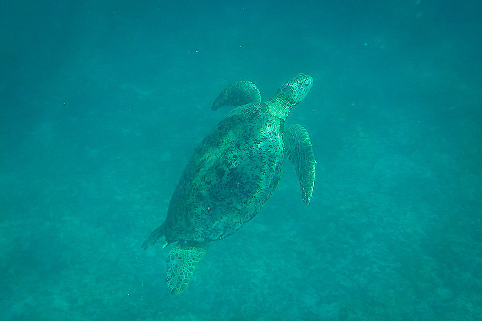 Travel diary #6: Perhentian and Tioman Islands Sea Turtle Snorkelling Perhentian Malaysia