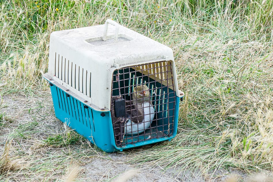 Exploring the Otago Peninsula with ELM Wildlife Tours ELM Wildlife Tours Yellow-Eyed Penguin Rescued Otago Peninsula