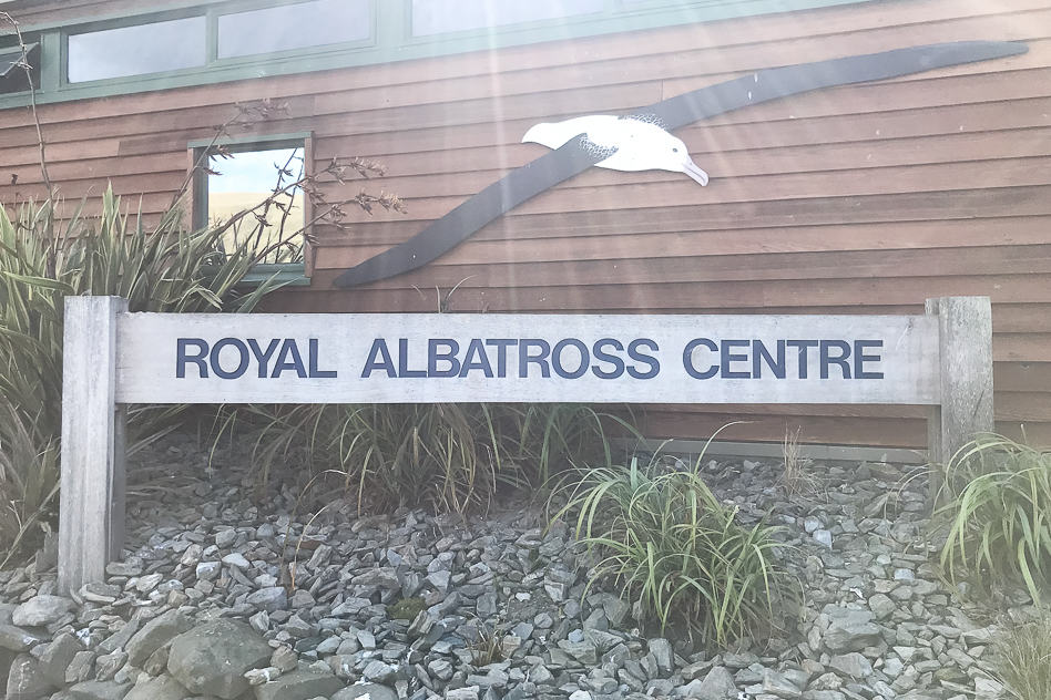 Exploring the Otago Peninsula with ELM Wildlife Tours Informative Royal Albatross Centre Otago Peninsula New Zealand