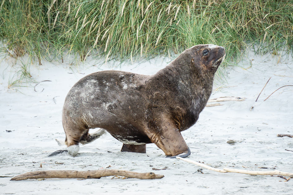 Exploring the Otago Peninsula with ELM Wildlife Tours Sea Lion Awake Otago ELM Wildlife Tours New Zealand