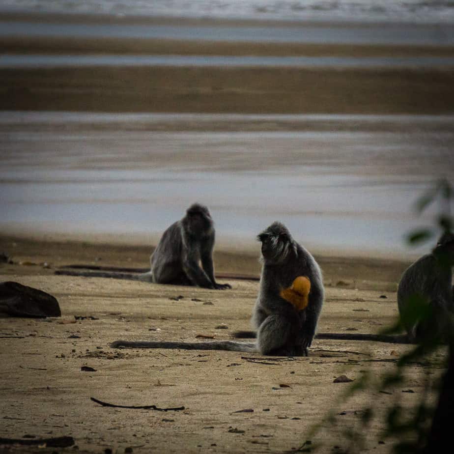 Bako National Park: the complete guide for your visit Siler Leaf Monkey Bako National Park