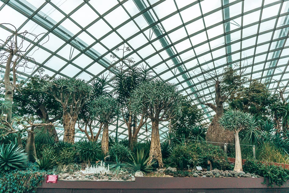 Travel diary #8: a quick visit to Singapore Flower Dome Baobab Gardens By The Bay Singapore