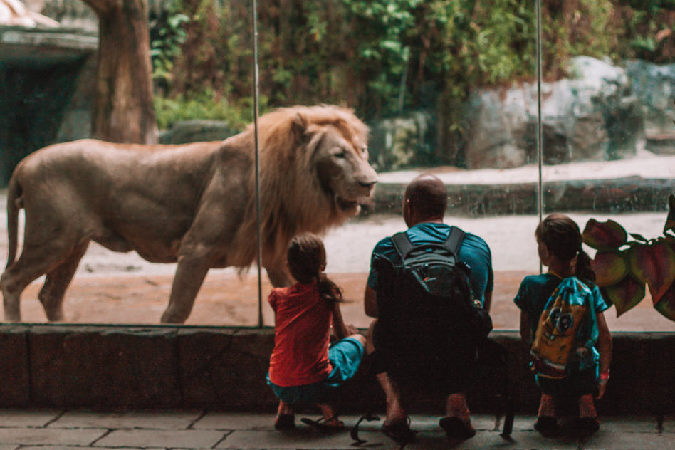Ontdek het themapark Sunway Lagoon in Kuala Lumpur Sunway Lagoon Wildpark Lion