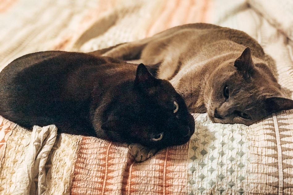 Travel Diary #14: Brisbane and a little part of Queensland Housesitting Cats Brisbane Australia