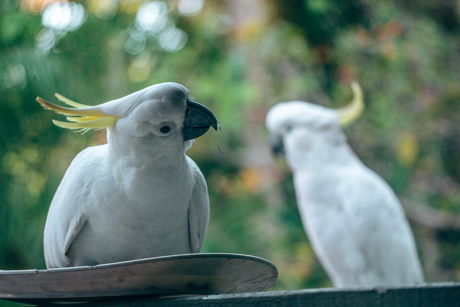 Travel Diary #14: Brisbane and a little part of Queensland Brisbane Australia Cuckatoo Kaketoe