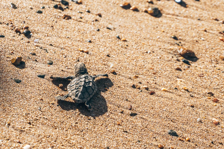 Travel Diary #14: Brisbane and a little part of Queensland Turtle Baby Bundaberg Beach Mon Repos Australia