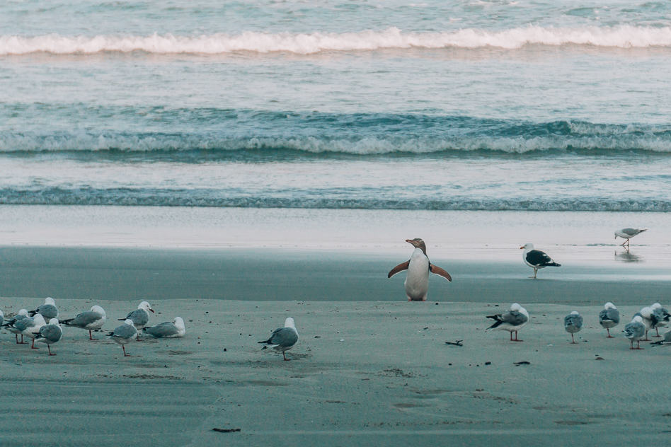 Exploring the Otago Peninsula with ELM Wildlife Tours Endangered Yellow Eyed Penguin ELM Wildlife Tours Otago Peninsula